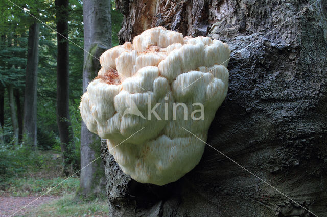 Bearded tooth (Hericium erinaceus)