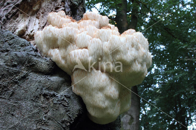 Bearded tooth (Hericium erinaceus)