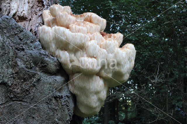 Bearded tooth (Hericium erinaceus)