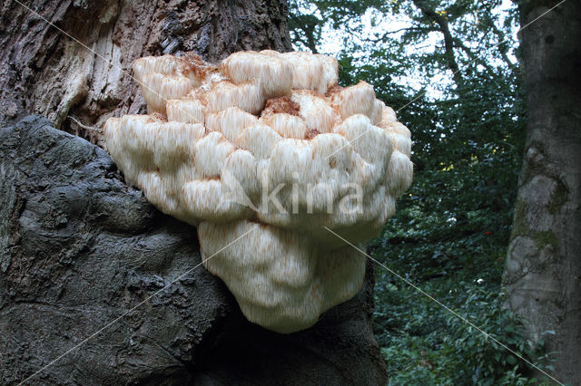 Bearded tooth (Hericium erinaceus)