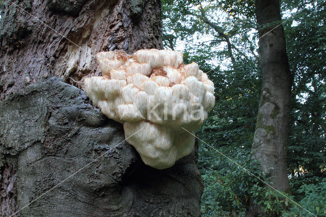 Bearded tooth (Hericium erinaceus)