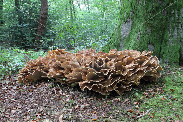 Reuzenzwam (Meripilus giganteus)