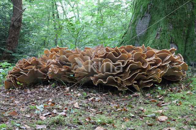 Giant Polypore (Meripilus giganteus)