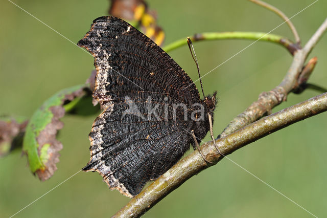 Rouwmantel (Nymphalis antiopa)