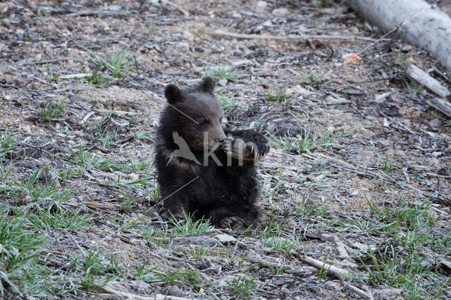 Grizzly Bear (Ursus arctos horribilis)