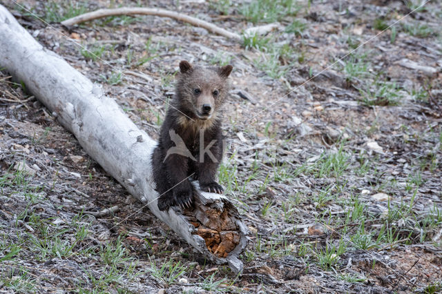 Grizzly Bear (Ursus arctos horribilis)