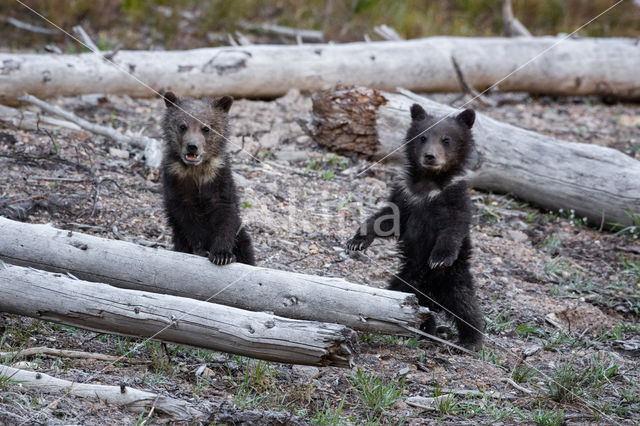 Grizzly Bear (Ursus arctos horribilis)