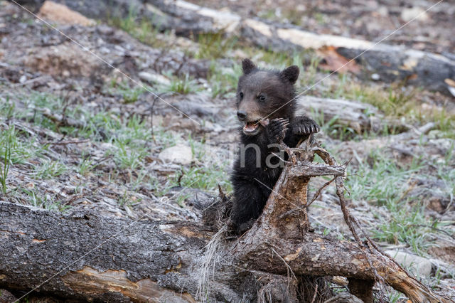 Grizzly Bear (Ursus arctos horribilis)