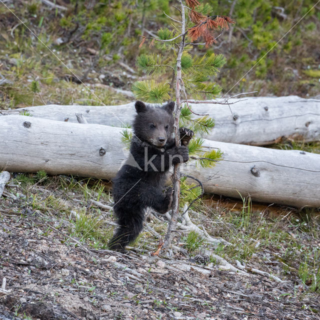 Grizzly Bear (Ursus arctos horribilis)