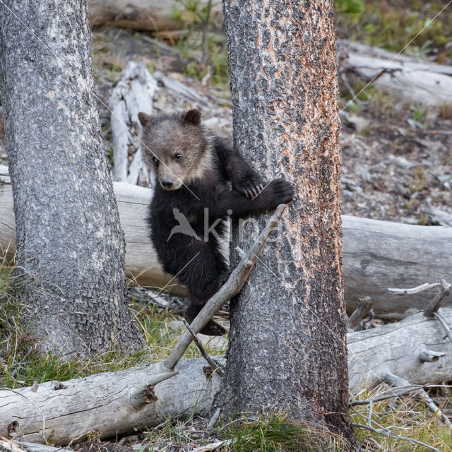 Grizzly Bear (Ursus arctos horribilis)