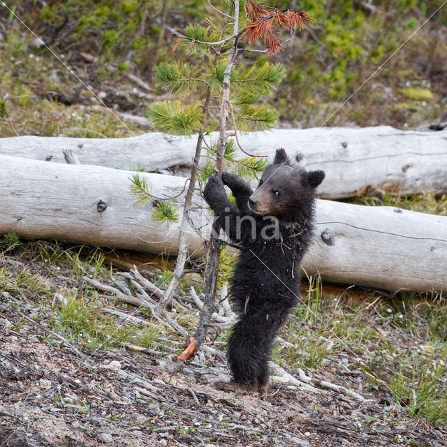 Grizzly Bear (Ursus arctos horribilis)