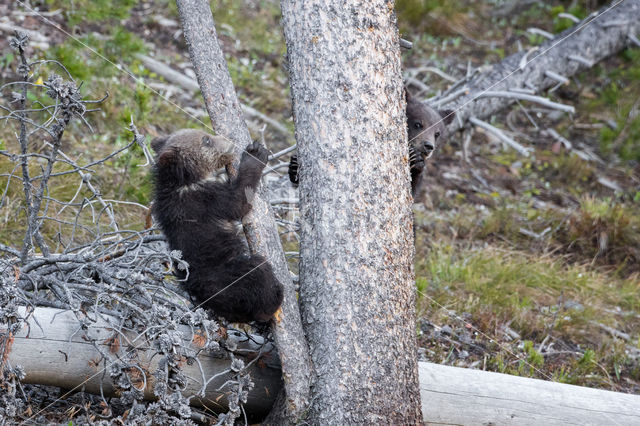 Grizzly Bear (Ursus arctos horribilis)