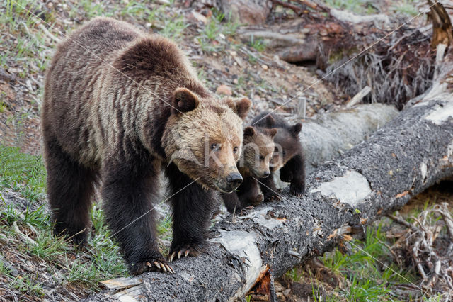 Grizzly Bear (Ursus arctos horribilis)