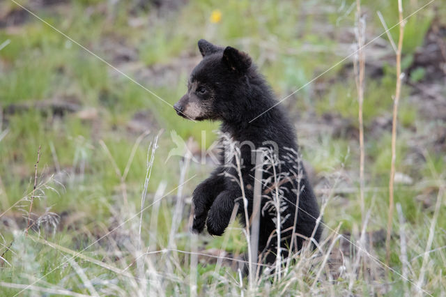 American black bear (Ursus americanus)