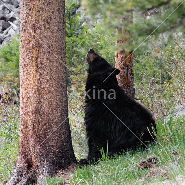 American black bear (Ursus americanus)