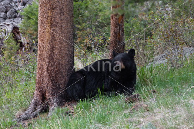 American black bear (Ursus americanus)