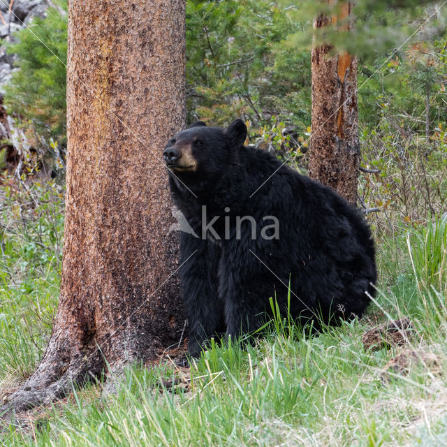 Zwarte beer (Ursus americanus)