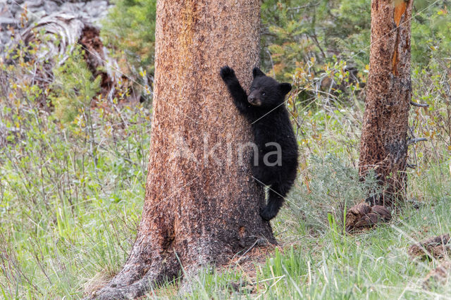 American black bear (Ursus americanus)