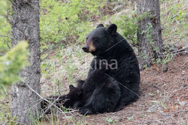 Zwarte beer (Ursus americanus)