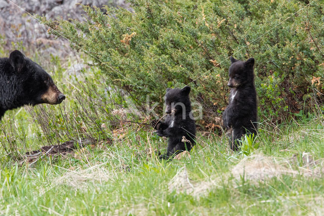 American black bear (Ursus americanus)