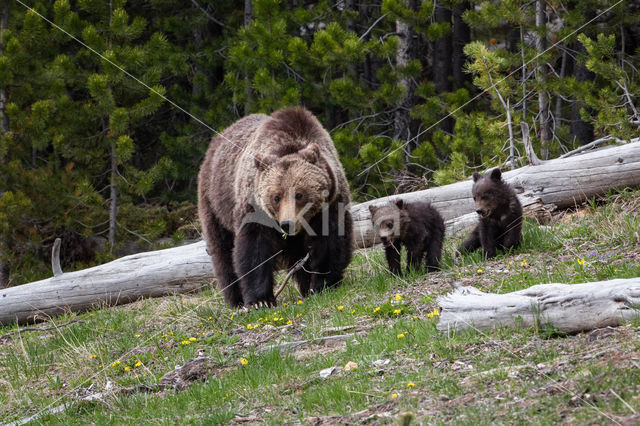 Grizzly Bear (Ursus arctos horribilis)