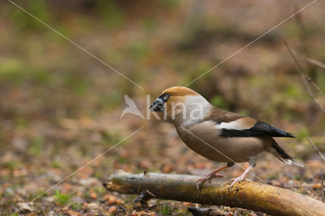 Appelvink (Coccothraustes coccothraustes)