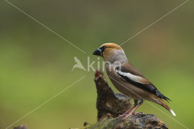 Hawfinch (Coccothraustes coccothraustes)