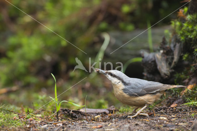 Boomklever (Sitta europaea caesia)