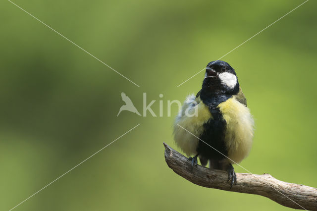 Great Tit (Parus major)