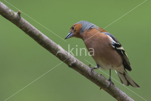 Vink (Fringilla coelebs)