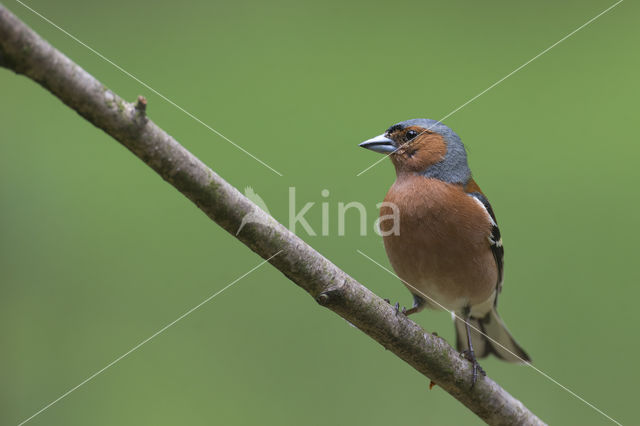 Vink (Fringilla coelebs)