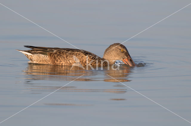 Slobeend (Anas clypeata)