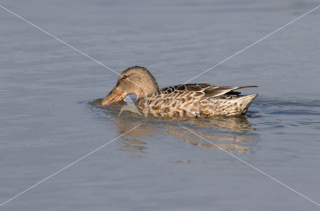 Slobeend (Anas clypeata)