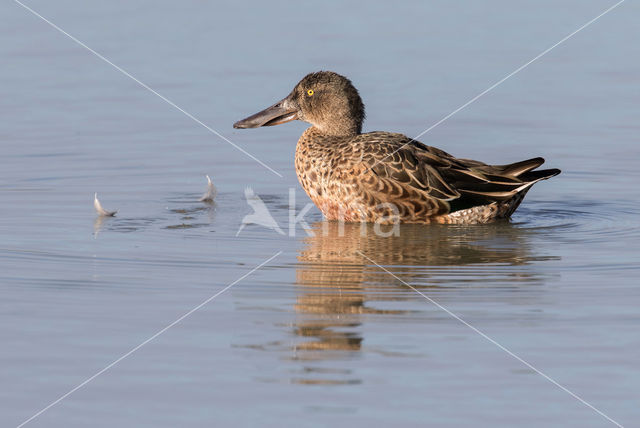 Slobeend (Anas clypeata)