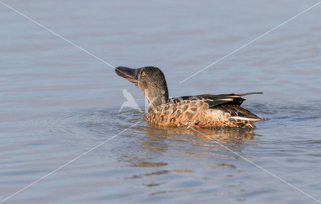 Slobeend (Anas clypeata)