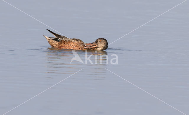 Slobeend (Anas clypeata)