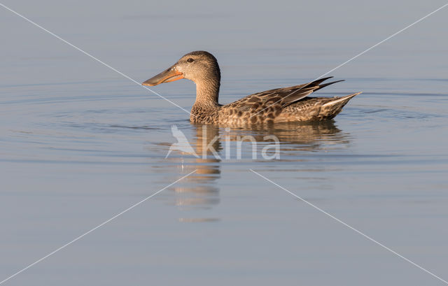 Northern Shoveler (Anas clypeata)