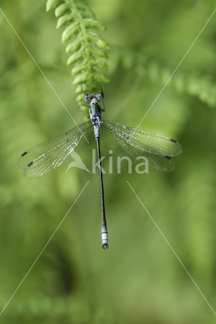 Gewone pantserjuffer (Lestes sponsa)