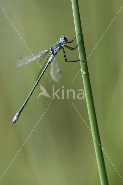 Gewone pantserjuffer (Lestes sponsa)