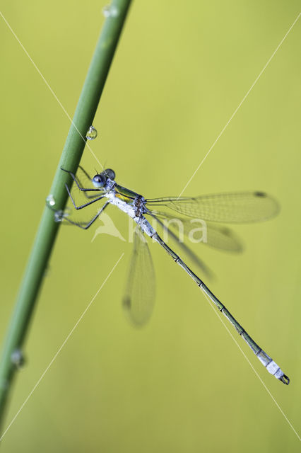 Gewone pantserjuffer (Lestes sponsa)