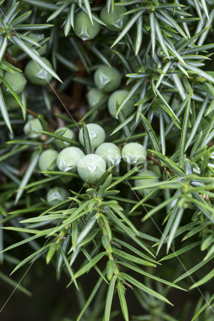 common juniper (Juniperus communis)