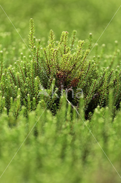 Black Crowberry (Empetrum nigrum)