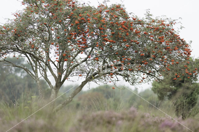 Moutain Ash (Sorbus)