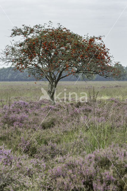 Moutain Ash (Sorbus)