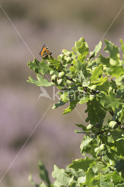 Kleine vos (Aglais urticae)