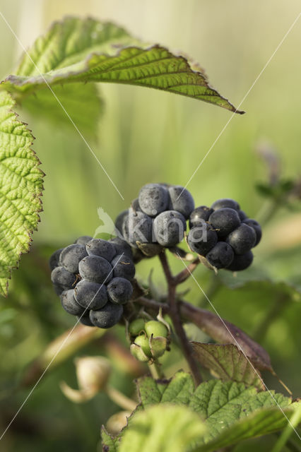 Dewberry (Rubus caesius)