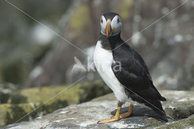 Atlantic Puffin (Fratercula arctica)