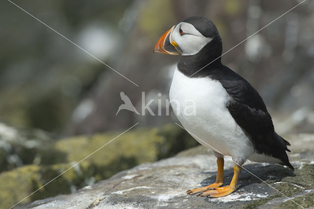 Atlantic Puffin (Fratercula arctica)
