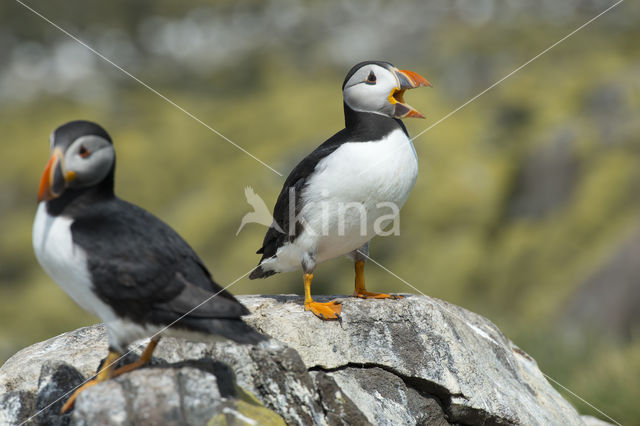 Atlantic Puffin (Fratercula arctica)
