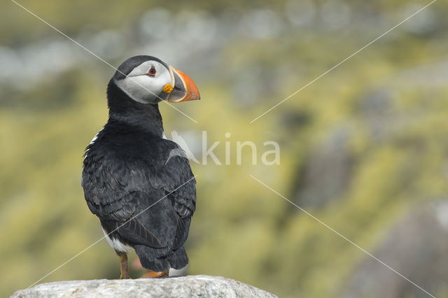 Atlantic Puffin (Fratercula arctica)